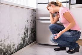 Professional Mold Removal in Ferdinand, IN